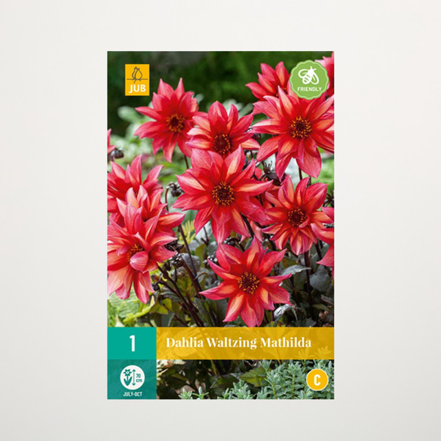 Klassik-Dahlie Walzing Mathilda Knolle von BLUME2000 - Bild 1