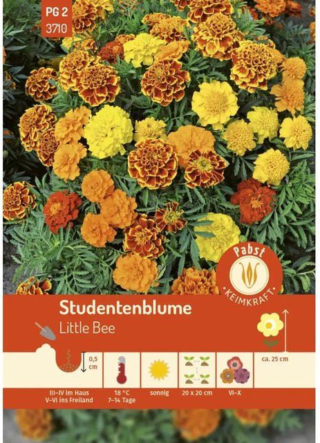 Pabst Keimkraft Studentenblume Little Bee Saatgut für Beet, Balkon und Schalenbepflanzung - Bild 1
