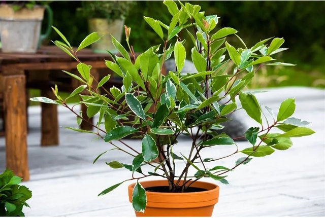 Photinia Fraseri Louise Glanzmispel als Heckenpflanze und Zierstrauch, Höhe: 60–80 cm - Bild 1