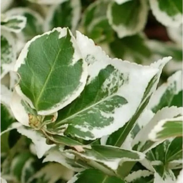 Japanischer Spindelstrauch Kathy Euonymus japonicus als Hochstamm, grün, Höhe: 60-80 cm - Bild 1