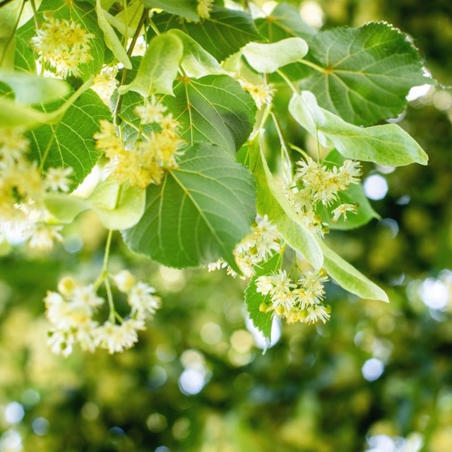 BIO Winterlinde Kwekerij Koperwiek Baum zur Gartenbepflanzung - Bild 1