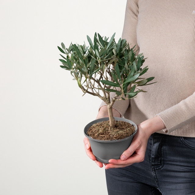 Olea Olive von BLUME2000 – Immergrüner Baum für Garten, Terrasse und Balkon - Bild 1