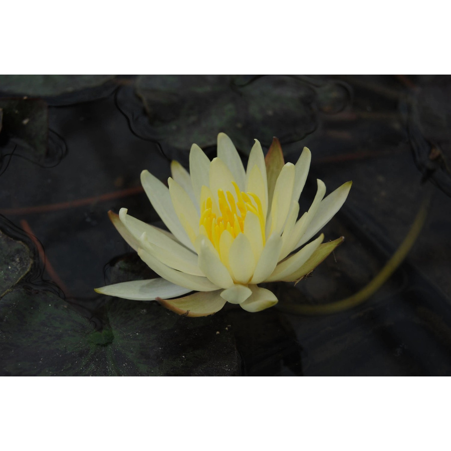 GROW by OBI Seerosen Set Nymphaea Sulphurea in Gelb für den Gartenteich im Topf - Bild 2