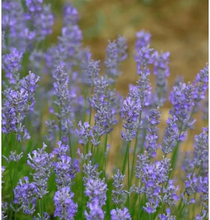 Echter Lavendel Blue Cushion Lavandula angustifolia in Blau und Violett für den Garten