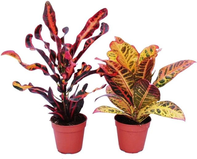 Exotenherz Set mit 2 verschiedenen Wunderstrauch Codiaeum Pflanzen im 12 cm Topf - Bild 1