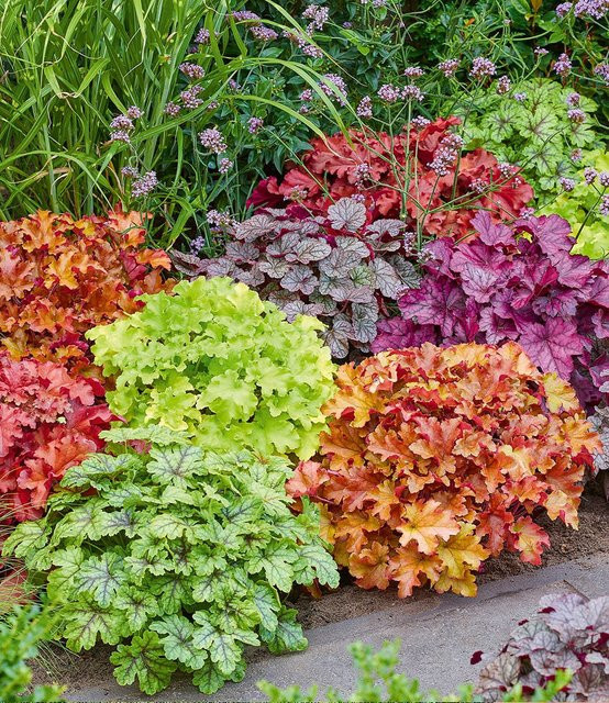 Heuchera-Mix Farbenpracht - Bild 1