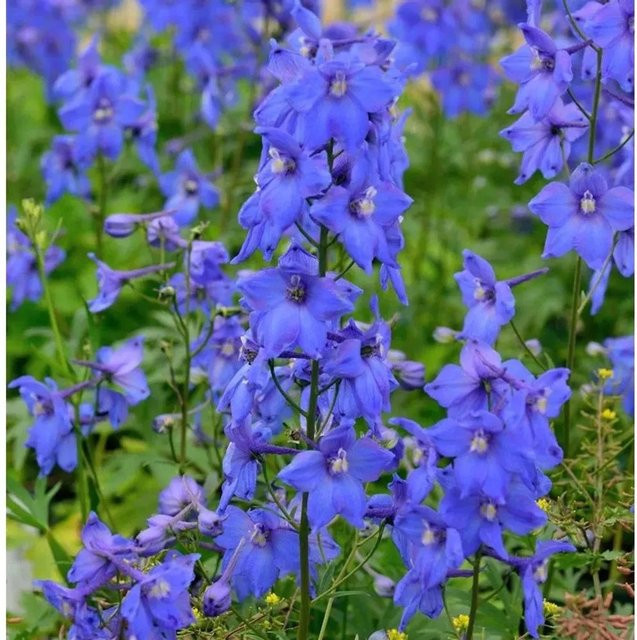 Rittersporn Piccolo Delphinium belladonna blaue Staude für den Garten von Nr-01.de - Bild 1