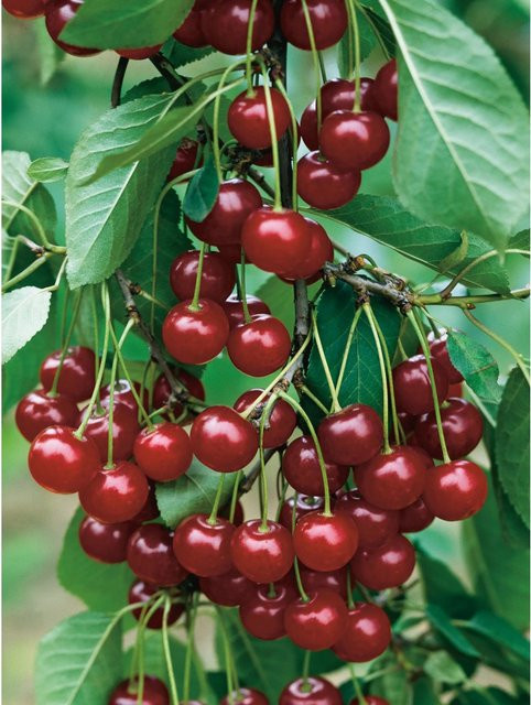 GROW by OBI Bio Sauerkirsche Schwäbische Weinweichsel Rot im Topf, Höhe: 130 cm - Bild 1