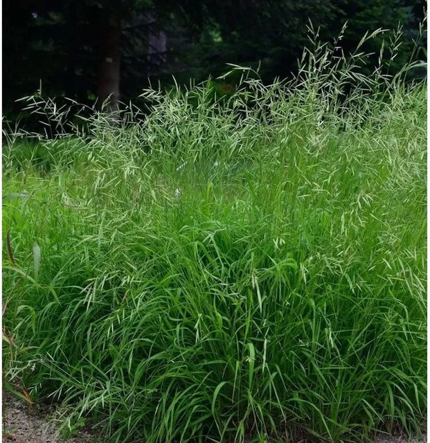 Brachypodium sylvaticum Wald Zwenke - Grüne Staude für den Garten - Bild 1