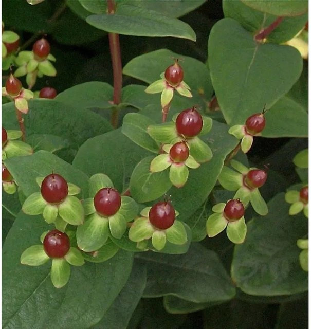 Johanniskraut Miracle Marvel Hypericum Zierstrauch in Gelb und Rot, Höhe: 30-40 cm - Bild 1