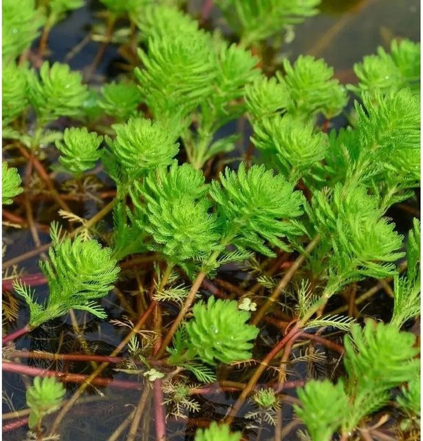 Kleine Papageienfeder Myriophyllum hippuroides Wasserpflanze für den Gartenteich in Grün - Bild 1