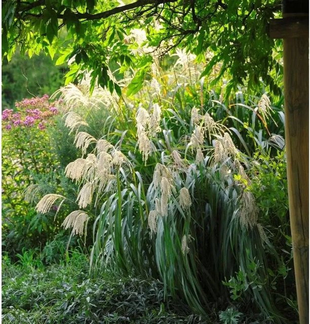 Chinaschilf Memory Miscanthus sinensis Ziergras in Silber und Weiß im XXXL Topf - Bild 1
