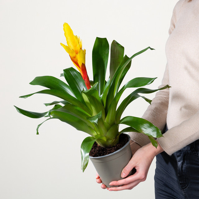 Vriesea Intenso Yellow Zimmerpflanze von BLUME2000 - Bild 1