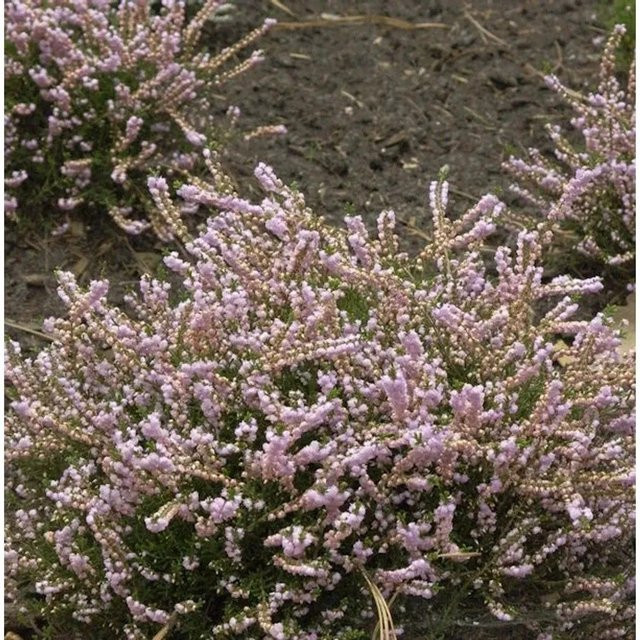 10x Besenheide Calluna vulgaris County Wicklow von Nr-01.de für deinen Garten - Bild 1