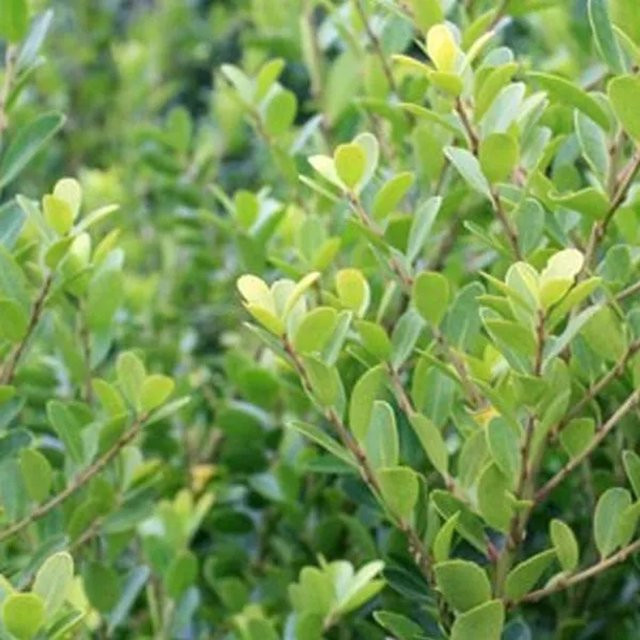 Arborix Japanische Stechpalme Green Hedge Ilex crenata als immergrüner Strauch für Hecken im Garten oder Innenbereich im Container - Bild 1