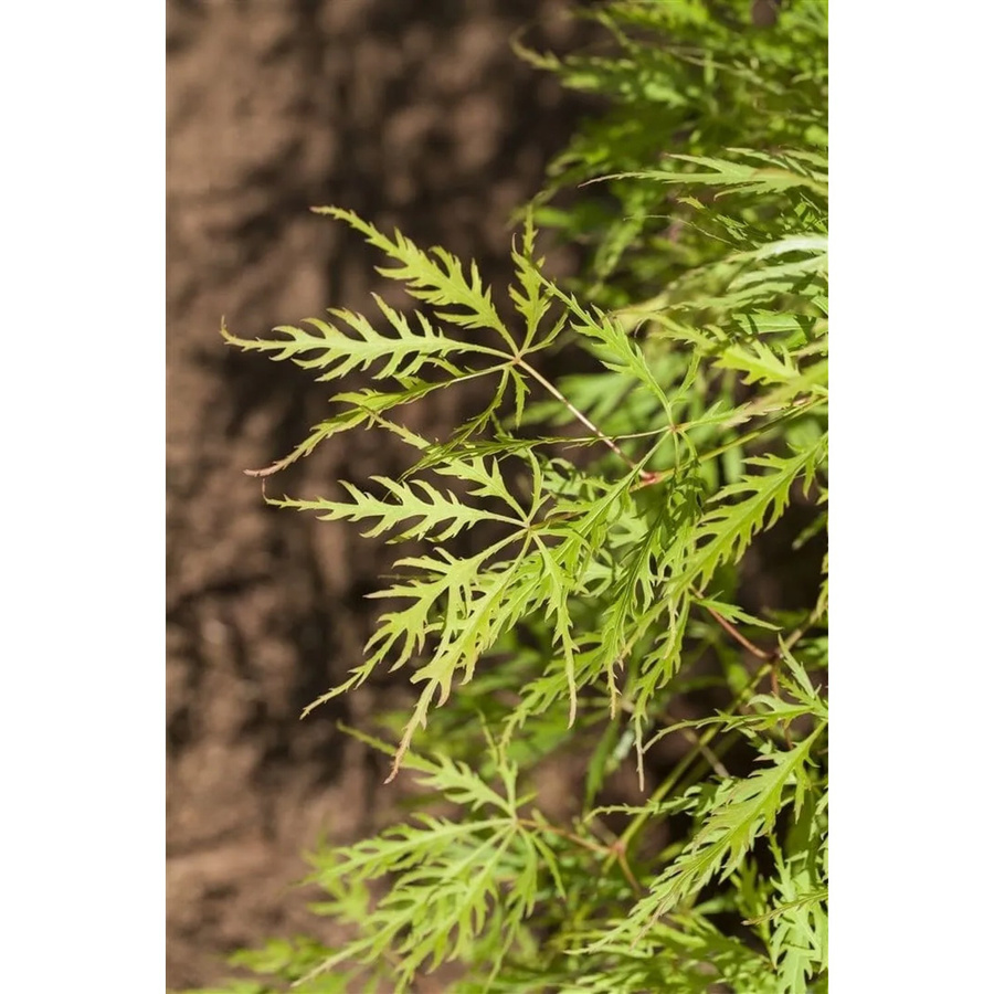 Acer Palmatum Dissectum Viridis Grüner Fächerahorn als Zierbaum für den Garten, Höhe: 30–40 cm - Bild 2