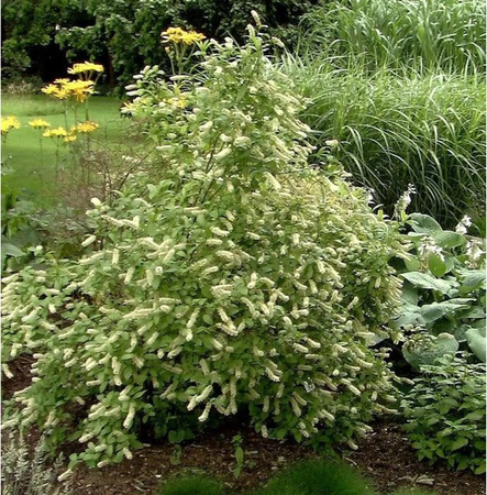 Itea virginica Rosmarinweide als Strauch in Grün, Höhe: 30-40 cm