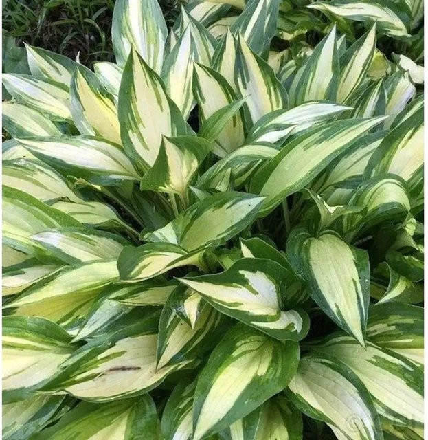 Funkie Cherry Berry - Hosta Hybrid Solitärpflanze in Grün - Bild 1