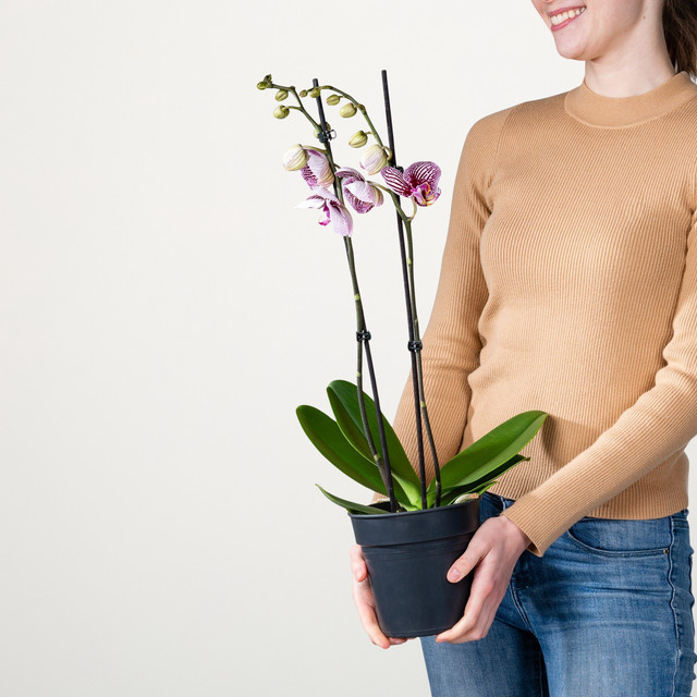 Phalaenopsis Black Stripes Orchidee von BLUME2000 in Weiß, Violett und Pink mit Streifenmuster - Bild 1