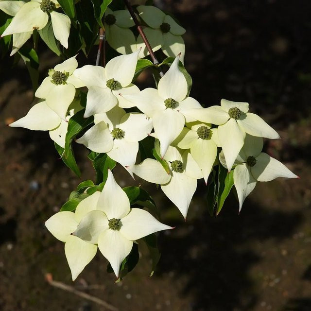 Arborix Japanischer Hartriegel Milky Way Cornus kousa, weiß blühend, Höhe: 55 cm - Bild 1