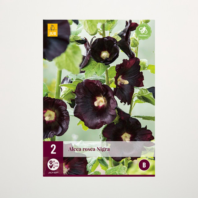 Stockrose Nigra BLUME2000 2 Knollen - Bild 1