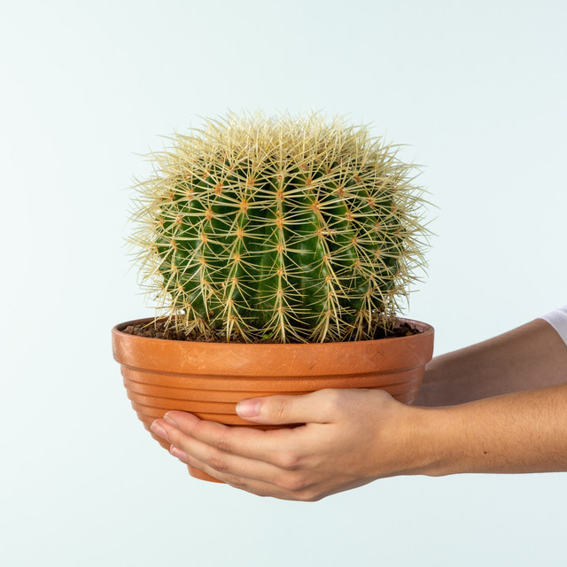 Echinocactus Sukkulente von BLUME2000 in Grün, Gelb und Gold - Bild 1