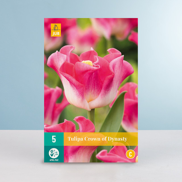 Lilienblütige Tulpe Crown of Dynasty von BLUME2000 mit 5 Zwiebeln - Bild 1