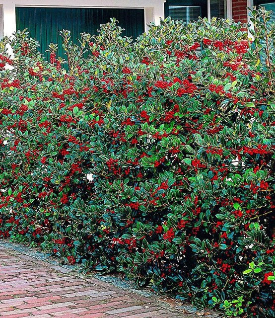 Ilex-Hecke Heckenfee® - Bild 1