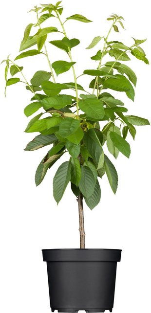 GROW by OBI Bio Süßkirsche Hedelfinger Riesenkirsche Prunus im 7l Topf - Bild 1