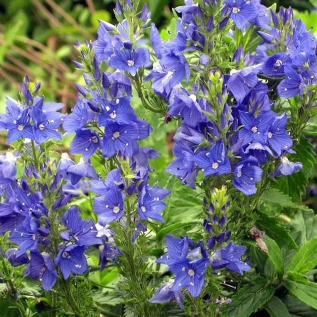 6er Set Arborix Ehrenpreis Knallblau Veronica austriaca als pflegeleichte Beetrandpflanze im 9 cm Topf - Bild 1