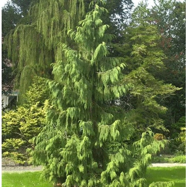 Mähnenzypresse Chamaecyparis nootkatensis grün, Höhe: 100-125 cm - Bild 1