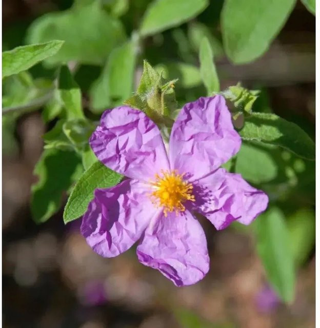 Zistrose Golden Treasure Cistus Strauch in Pink - Bild 1