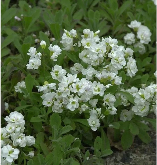 Gänsekresse Plena Arabis caucasica weiße Staude für Steingarten und Mauerbepflanzung - Bild 1