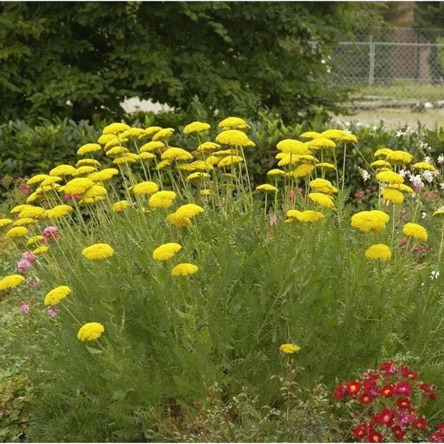 Achillea filipendulina Schafgarbe gelbe Staude von Nr-01.de - Bild 1