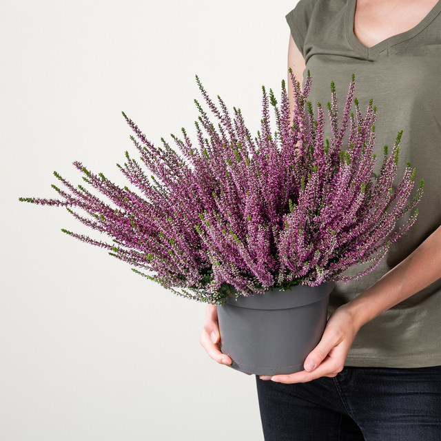 Besenheide Beauty Lady Calluna vulgaris in Violett von BLUME2000 - Bild 1