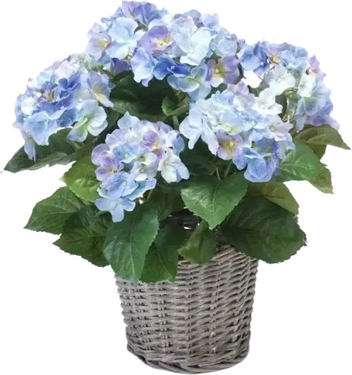 Künstliche Hortensie Levi von Aplanta, Höhe: 45 cm - Bild 1