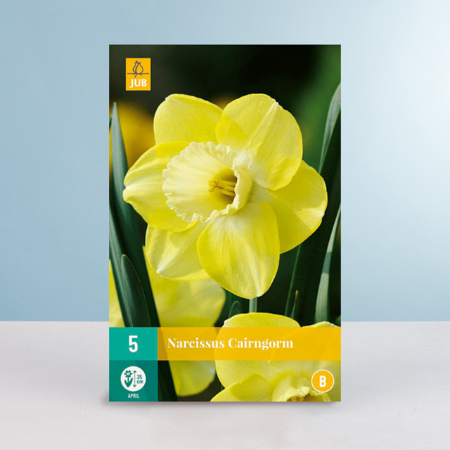Großblumige Narzisse Cairngorm von BLUME2000 mit 5 Zwiebeln - Bild 1
