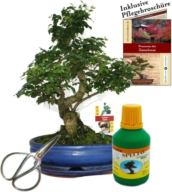 Exotenherz Bonsai Chinesischer Liguster Ligustrum in grüner Schale als Geschenk-Set mit Schere und Dünger - Bild 1