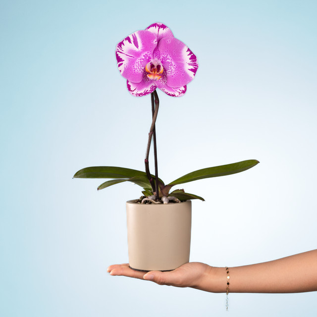 Leuchtende Krone von BLUME2000 als dekorative Topfpflanze - Bild 1