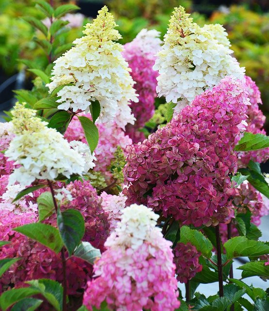 Freiland-Hortensie Fraise Melba® - Bild 1