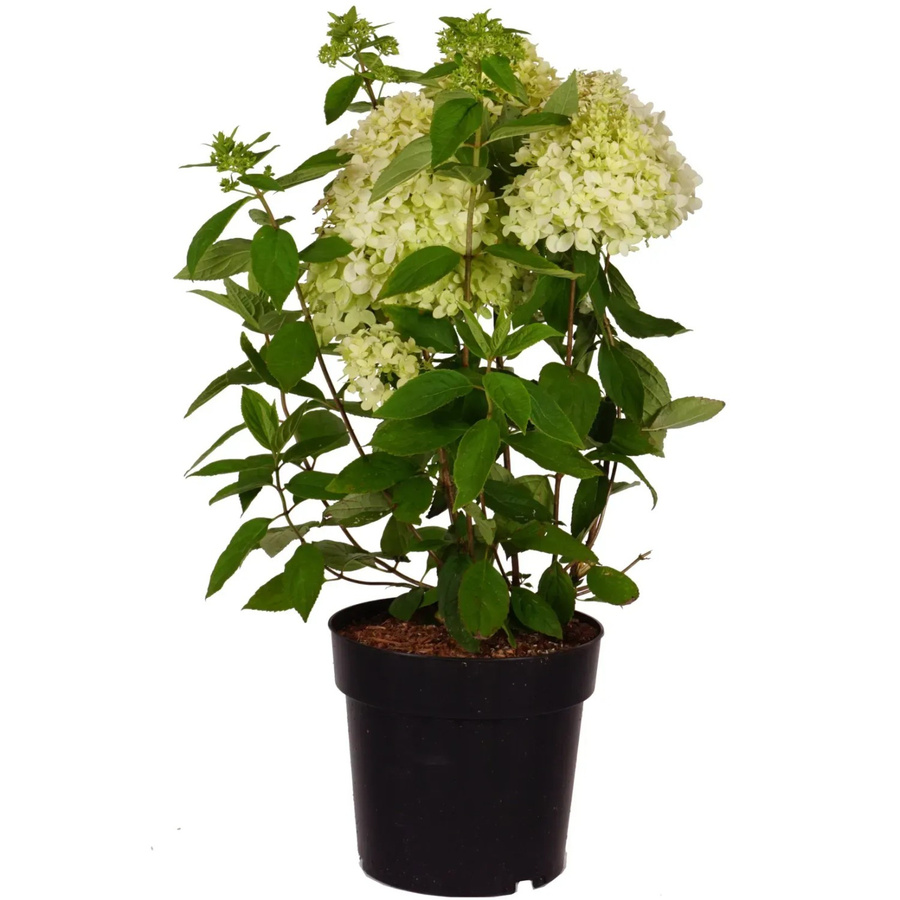 Rispenhortensie Magical Andes Hydrangea paniculata im Topf, Höhe: ca. 55 cm - Bild 2