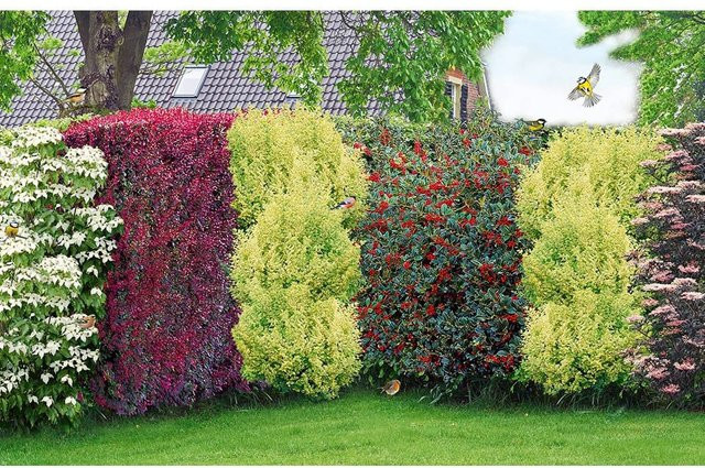 Vogelschutz-Hecke Bird-Lover - Bild 1