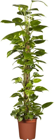 GROW by OBI Efeutute Epipremnum Aureum als Kletterpflanze am Moosstab im Topf Durchmesser: 19 cm