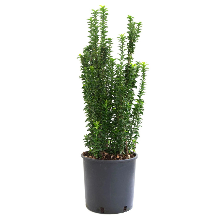 GROW by OBI Japanischer Spindelstrauch Benkomasaki Euonymus im 10l Topf - Bild 2