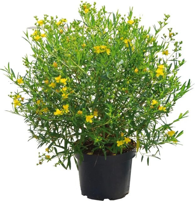 GROW by OBI Johanniskraut Hypericum kalmianum Strauch im 4,5l Topf, Höhe: 30-40 cm - Bild 1