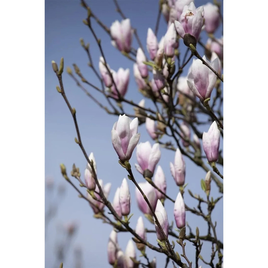 Magnolia Soulangiana Tulpenmagnolie Heaven Scent Zierstrauch in Weiß und Pink, Höhe: 60-80 cm - Bild 2