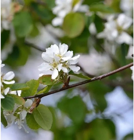Erlenblättrige Felsenbirne Amelanchier alnifolia Greatberry Garden Beerenstrauch, Höhe: 30-40 cm