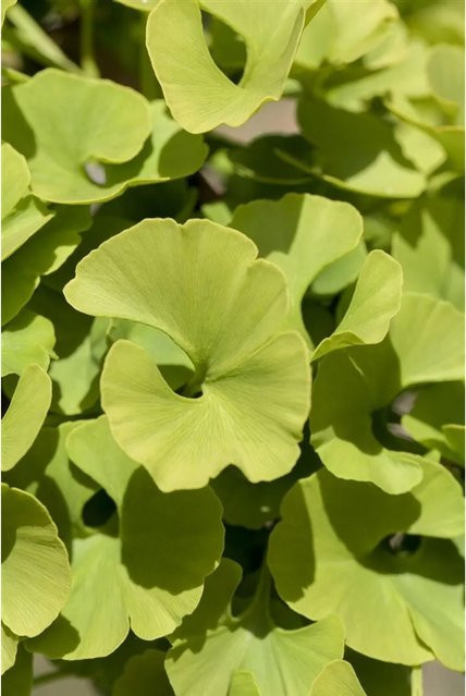 Ginkgo Biloba Mariken Fächerblattbaum Pflanzen für dich, Höhe: 30 cm, Grün und Gelb - Bild 1
