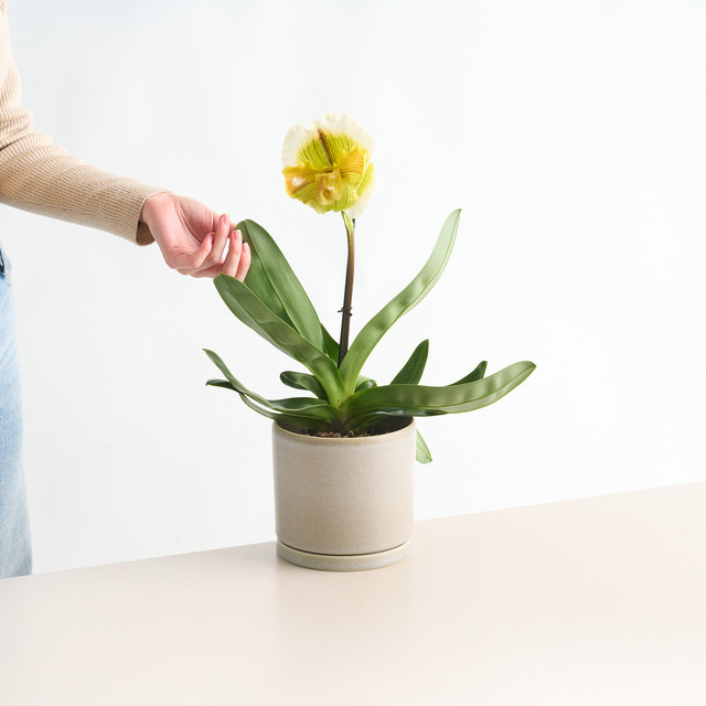 BLUME2000 Pantoffeln für Damen in Weiß und Grün - Bild 1