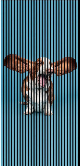 FN Acustico Akustikplatte Dog 1 in Bunt aus PET und MDF mit Klebefolie, H x B x T: 2.400 x 1.133 x 19 mm - Bild 1